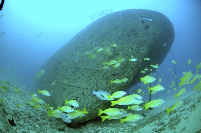 Unterwasserwelt in Kenia