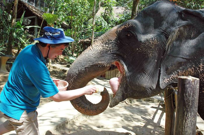 Elefanten füttern - Pierre Wilde im Asia Safari Park