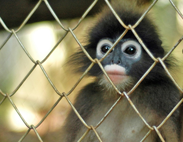asia_safari_park_affe_portrait_600x465