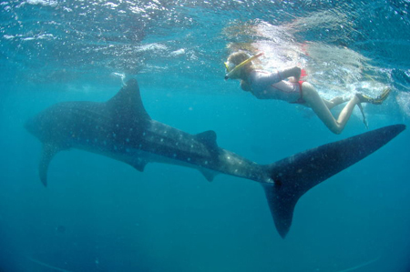 Die Schweinswale brauchen unsere Hilfe!