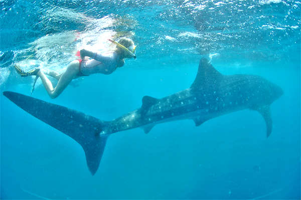 Unterwassermodel Elischeba mit Walhai