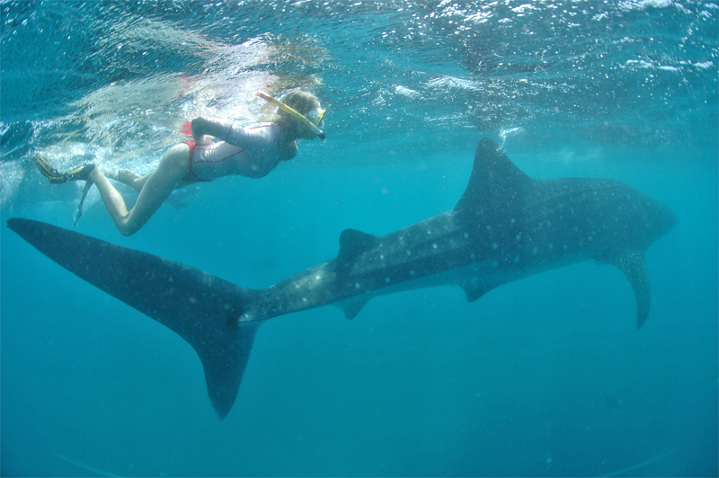 Elischeba mit Walhai in Kenia