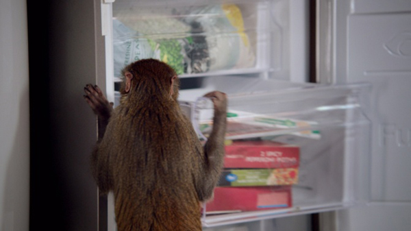 Inspiration_Pack_Samsung_Monkey_Thief_4_600