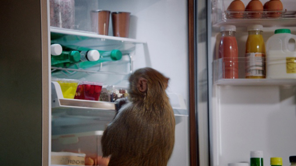 Inspiration_Pack_Samsung_Monkey_Thief_5_600