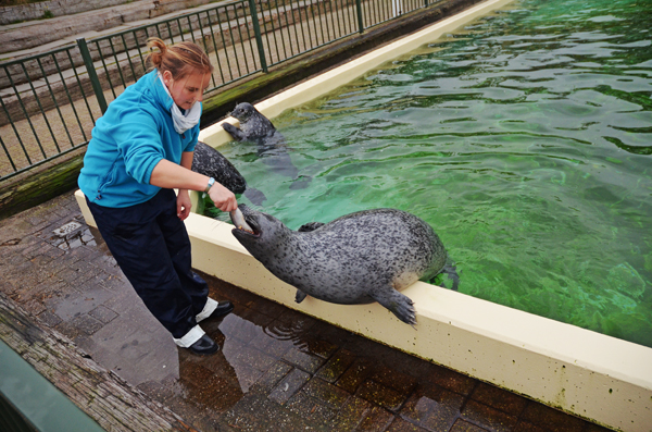 Seelöwe Fütterung