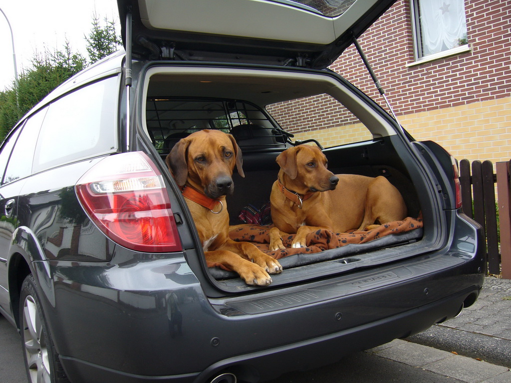 Hundepension 3-klein