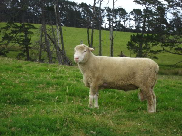 Neuseeland-erleben_info_11