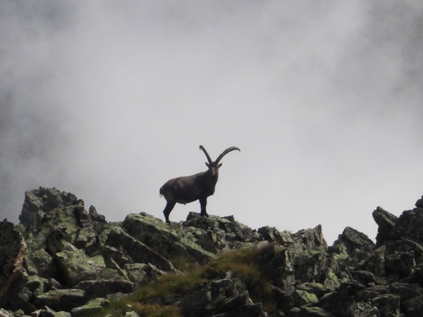 Steinbock in der Nähe der Kaunergrathütte in Tirol