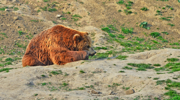 Baer in der Zoom Erlebniswelt