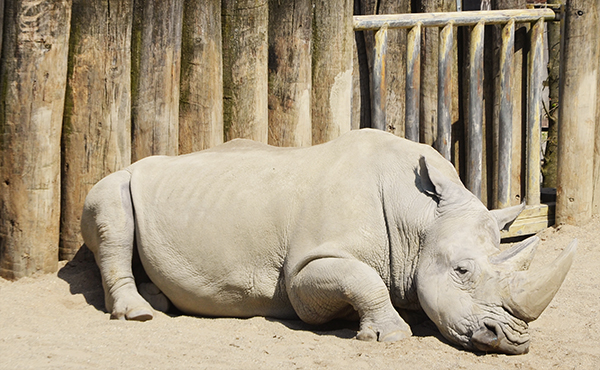 Nashorn im Zoo
