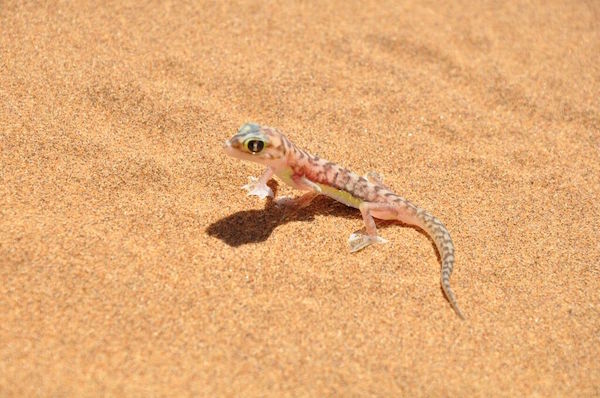 nadine hehl afrikareise