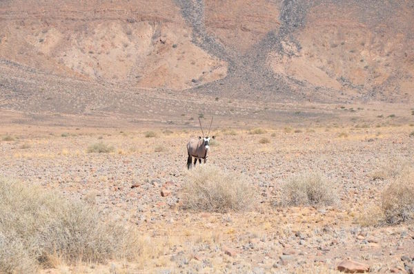 namib tiere