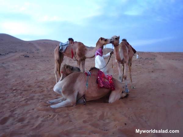 Oman, Beduinen und Dromedare