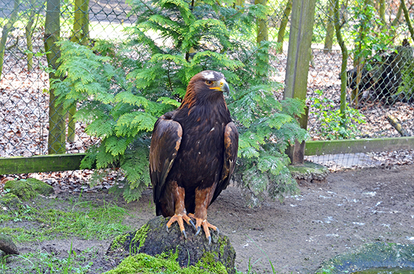 Wildpark Frankenhof Tiere