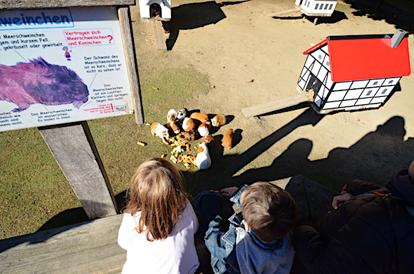 meerschweinchen_fuetterung