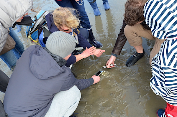 Muscheln Wattwanderung Neuwerk