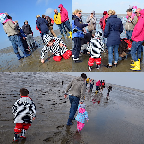 Wattwürmer Forschung