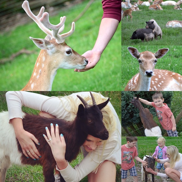 wo kann ich Tiere füttern