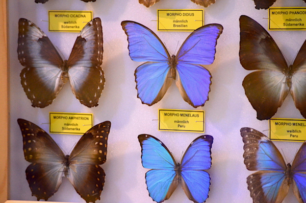 getrocknete Schmetterlinge