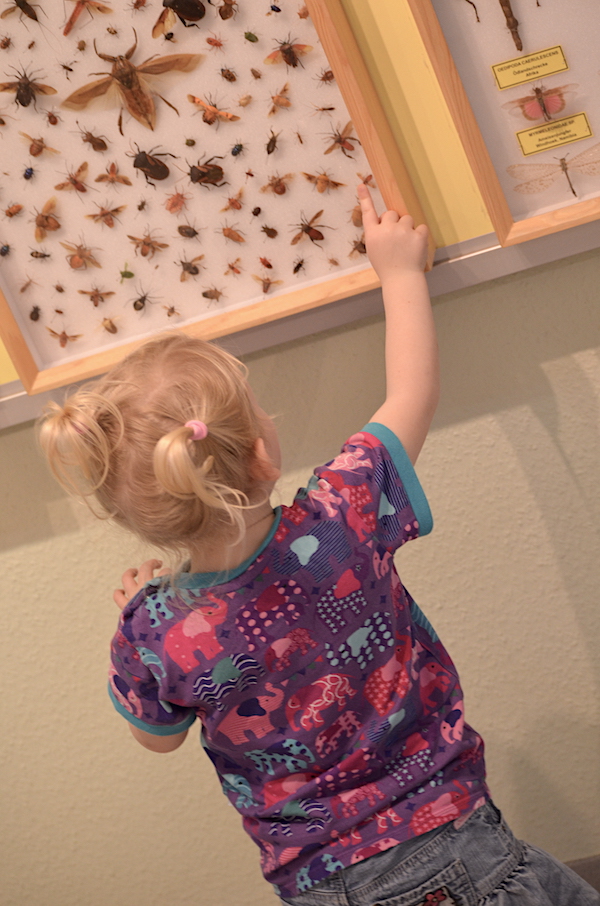 Schmetterlingsfarm Steinhude