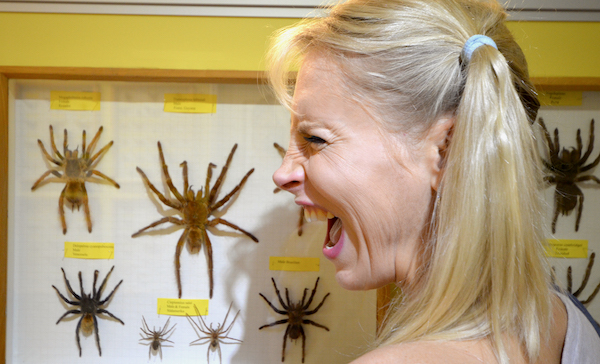 Vogelspinnen Phobie