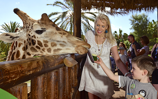 Oasis Park Giraffe Elischeba Leon