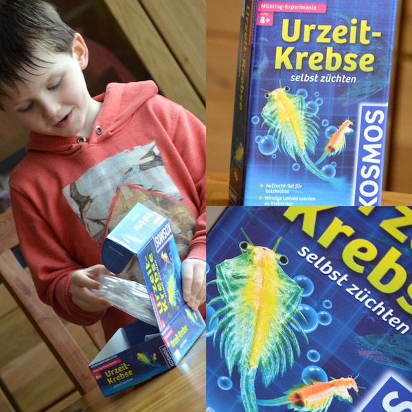 Urkrebse züchten Kosmos