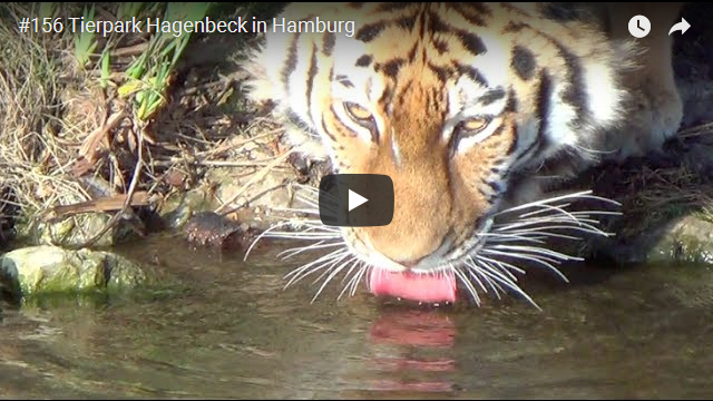 ElischebaTV_156_640x360 Tierpark Hagenbeck in Hamburg