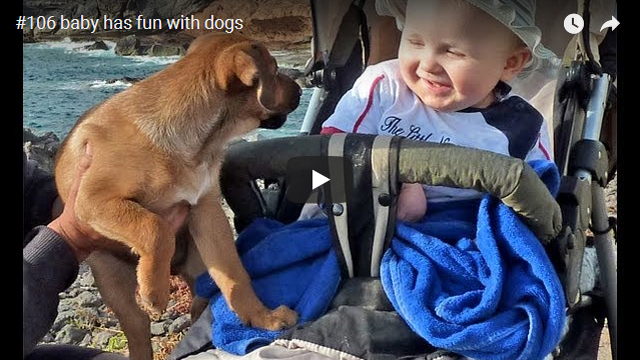ElischebaTV_106_640x360 baby has fun with dogs