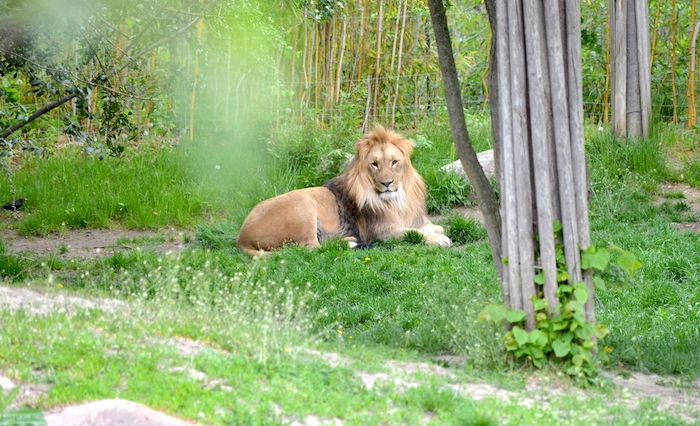 Löwe im Zoo