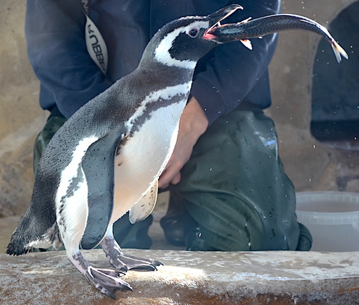 Pinguin füttern