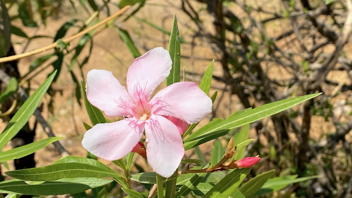 Pflanzen im Oman