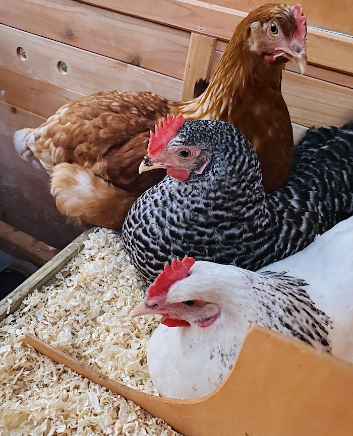 Hühner mieten -Tipps