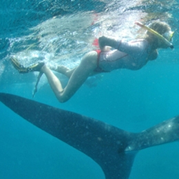 Elischeba Wilde schwimmt unter Wasser mit einem Walhai in Kenia