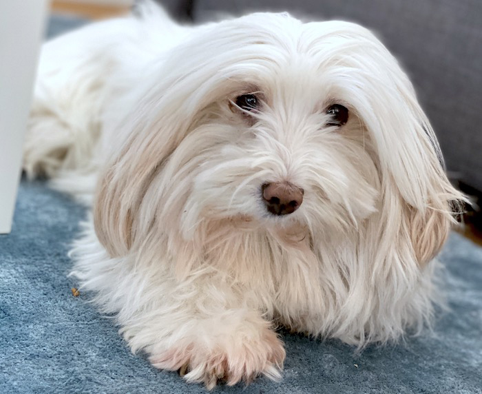 Coton de Tuléar Malteser Mischling - Elischebas erster Hund
