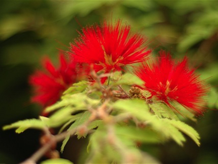 rote Blüten auf Gran Canaria