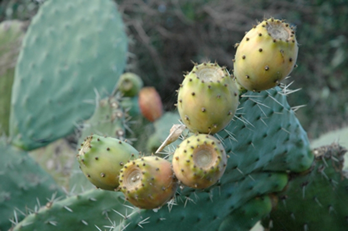 Stachelfrucht - Kaktusfeigen