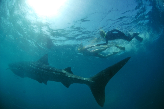 Walhai mit Schnorchler in Kenia