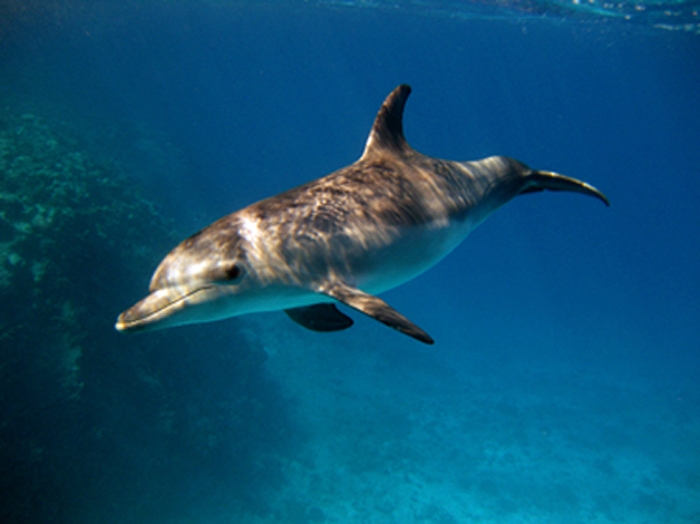 Delphin im Roten Meer