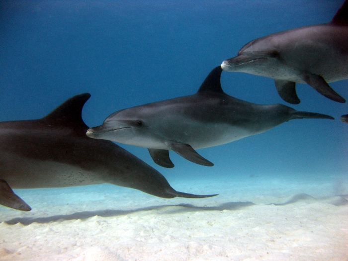 Delphine im Roten Meer