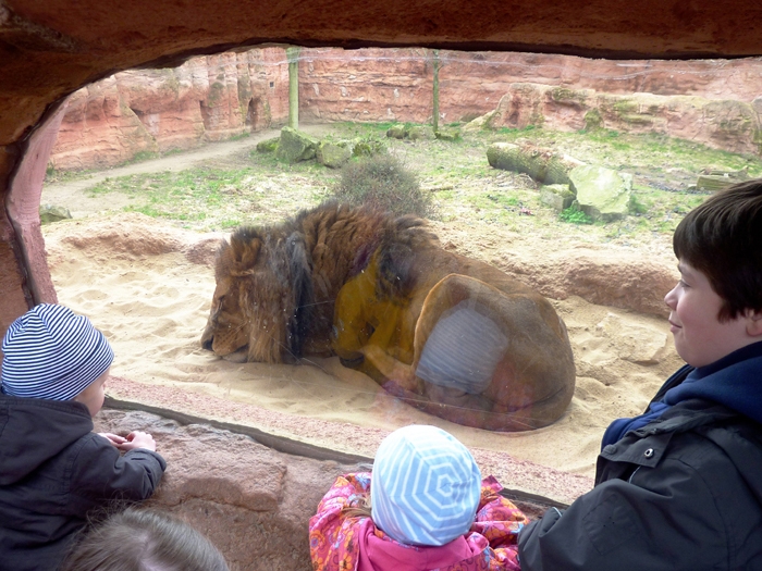 Löwe hinter Glas im Erlebnis-Zoo Hannover