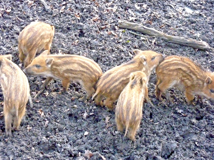 Frischlinge - Wildscheinbabys im Tiergarten in Hannover