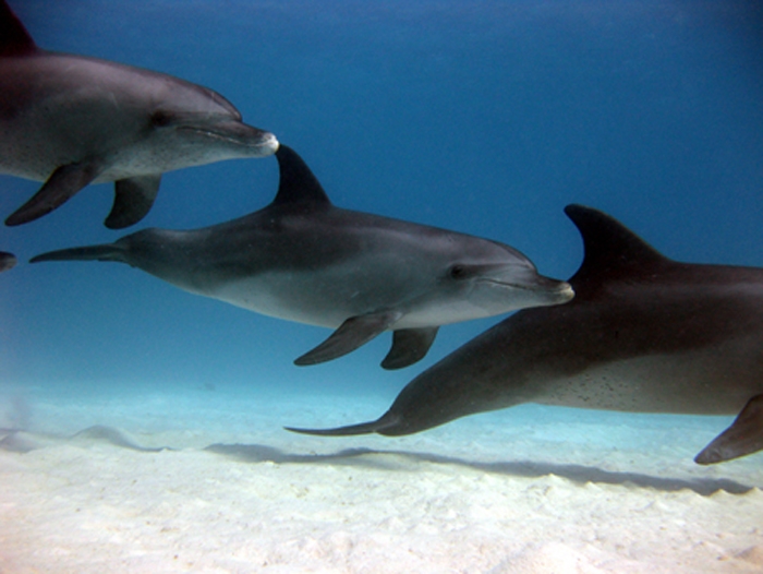 drei Delphine im Roten Meer