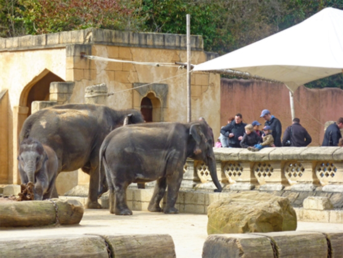 Elefanten im Erlebnis-Zoo Hannover