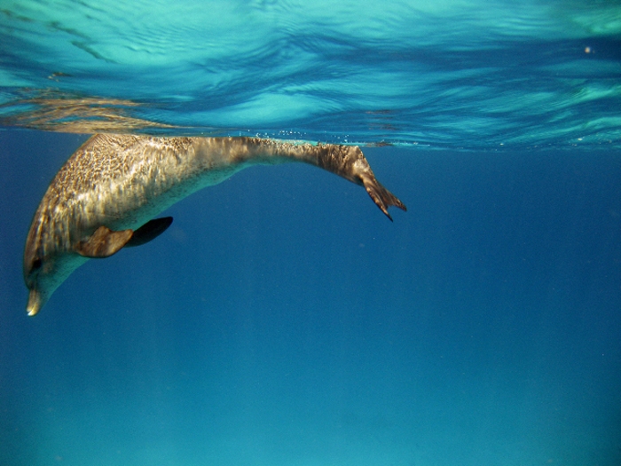 Delphin halb unter Wasser - im Roten Meer - Hurghada