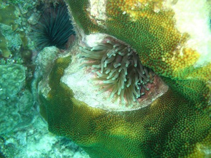 Unter Wasser - Korallen - Jamaika