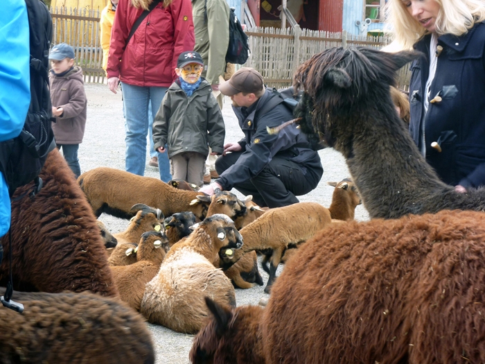 Lamas und Ziegen streicheln im Erlebnis-Zoo Hannover