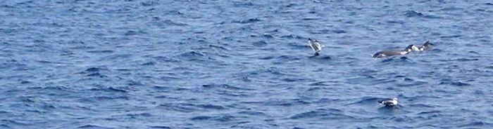 Delfine im Mittelmeer vor Kroatien