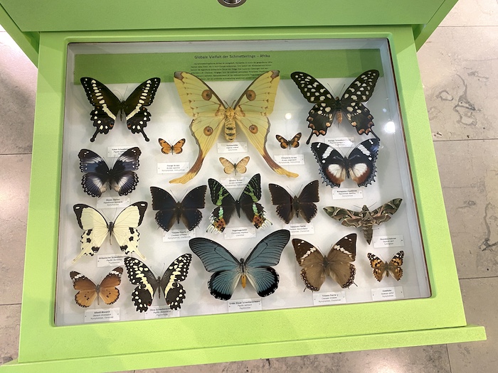 Schmetterlinge im Naturkundemuseum Karlsruhe