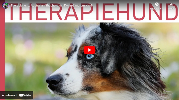Therapiehund Australian Shepherd mit Down-Syndrom Kind